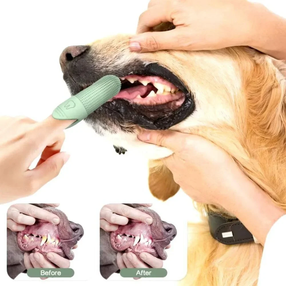 N/A teeth 13 save