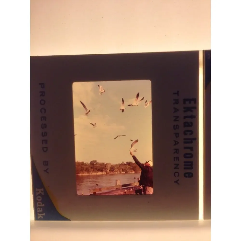 Lot of 2 Vintage 1970 Man Feeding Sea Gulls Ektachrome Photographs Color Slides