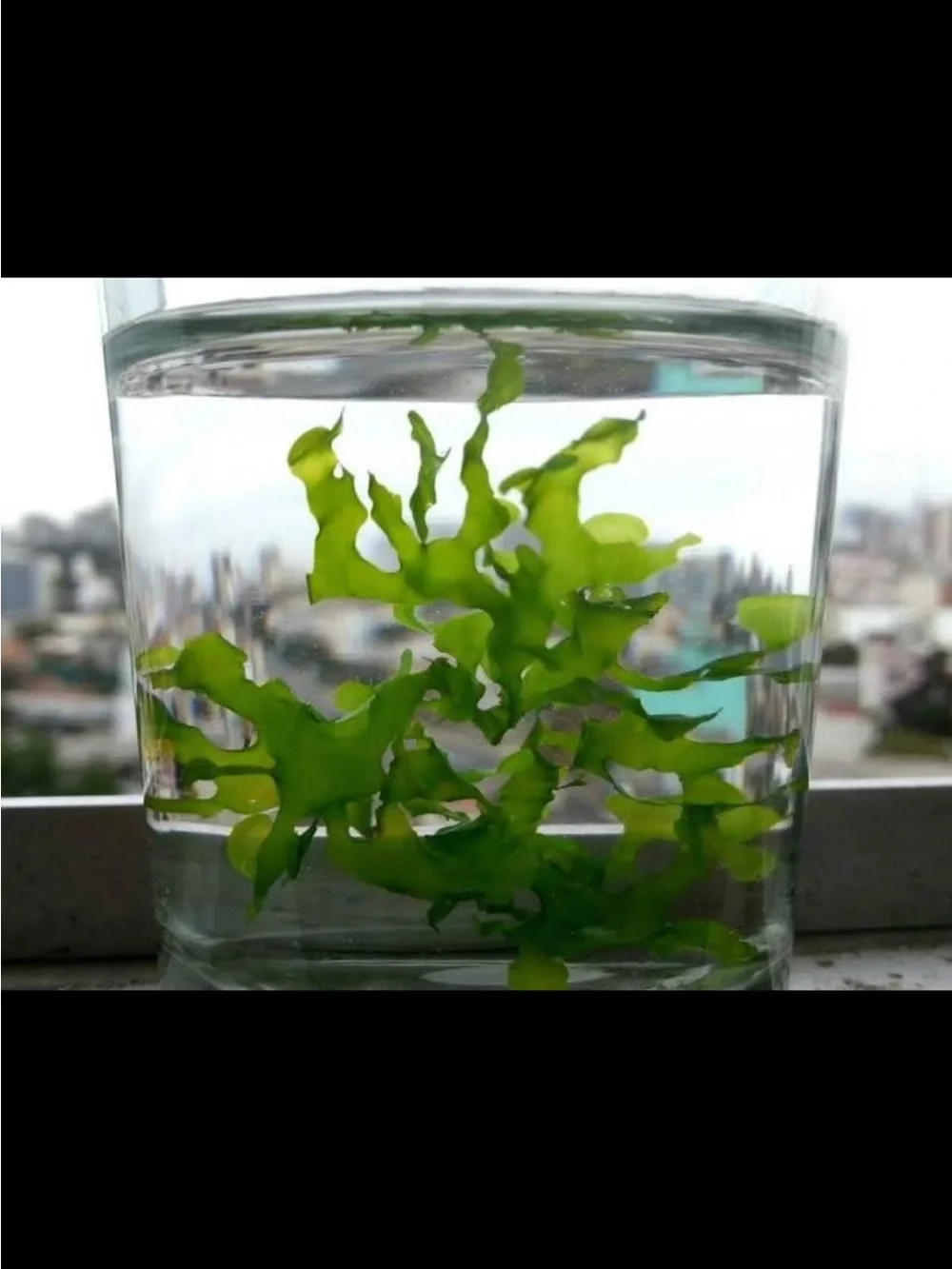 Live Aquarium Plant - Rare Subswassertang Moss for Freshwater Fish Tanks