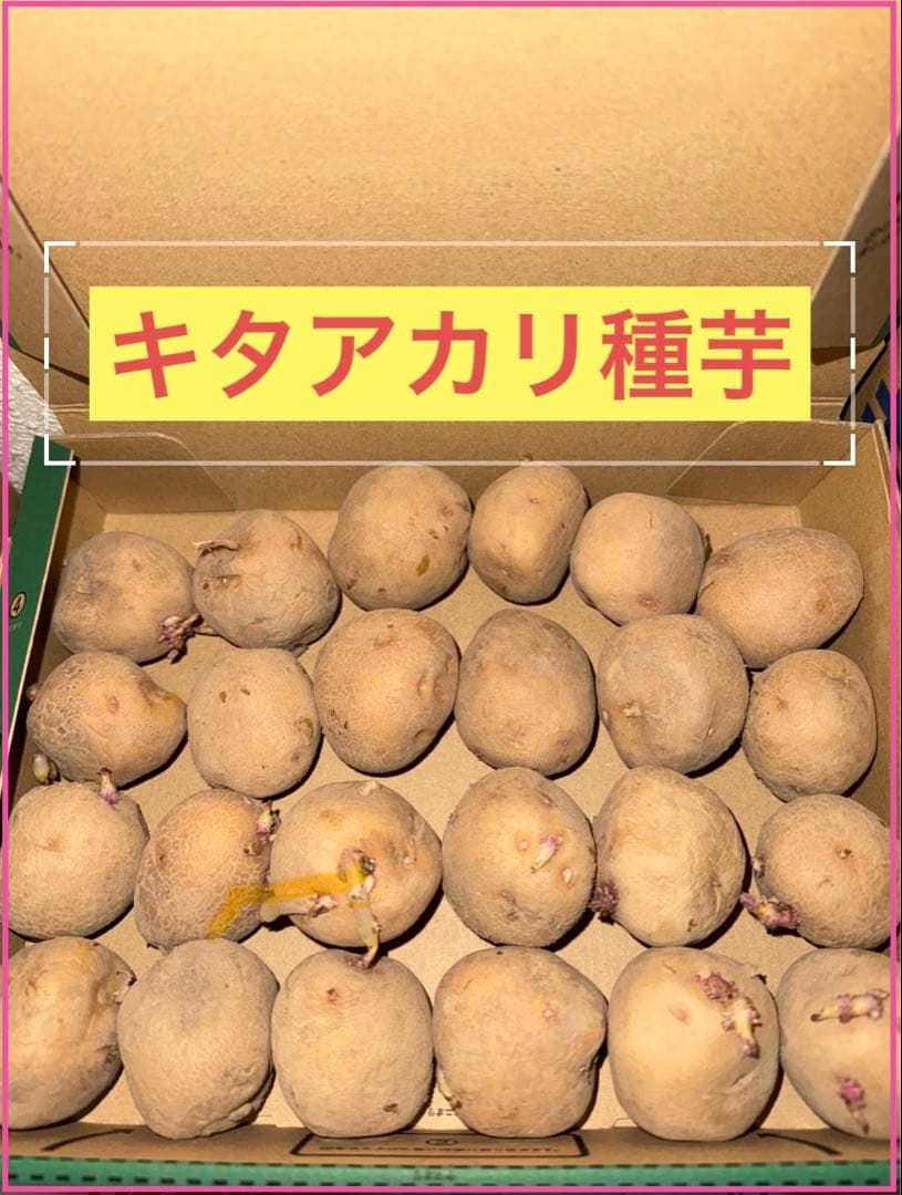 Hokkaido-grown Potato Seed Potatoes, Kitahakari, Size S-SS, Approx. 1.0kg (approx. 24 potatoes)