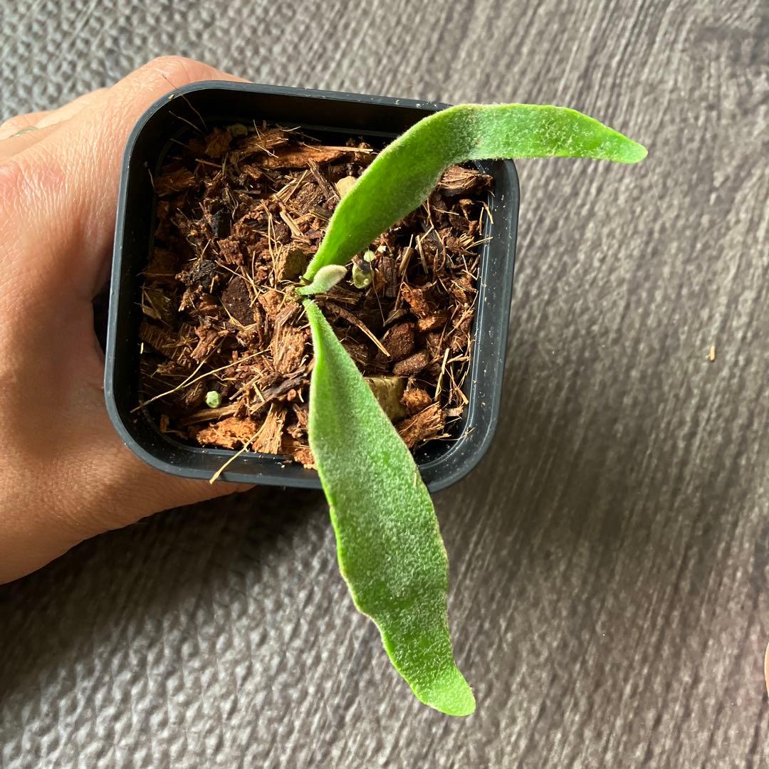 【Price Reduced!】Platycerium Veitchii - Set of 2 Plants