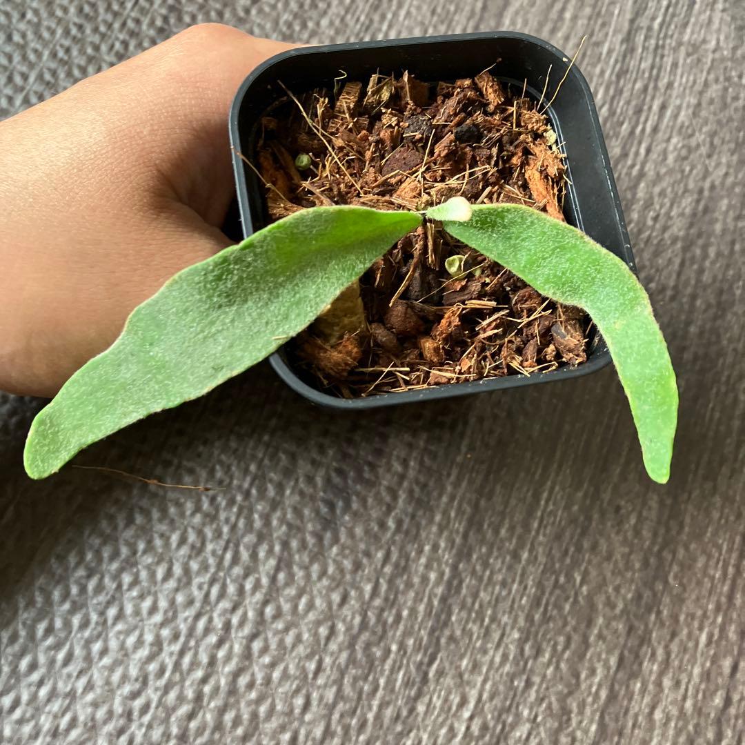 【Price Reduced!】Platycerium Veitchii - Set of 2 Plants