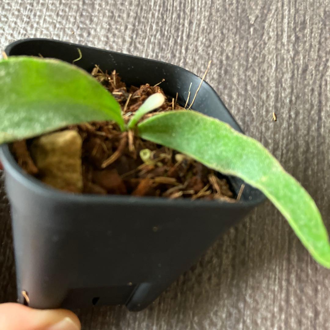 【Price Reduced!】Platycerium Veitchii - Set of 2 Plants