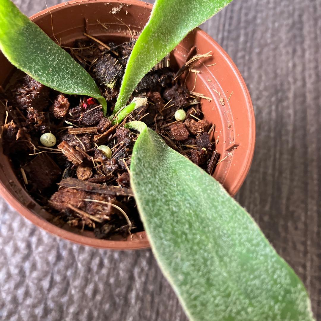 【Price Reduced!】Platycerium Veitchii - Set of 2 Plants