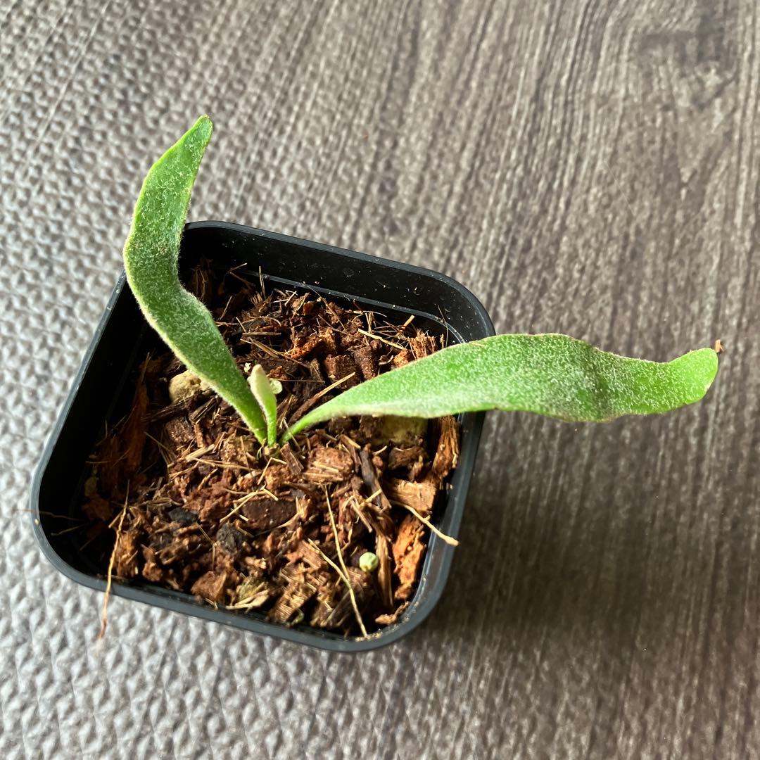 【Price Reduced!】Platycerium Veitchii - Set of 2 Plants