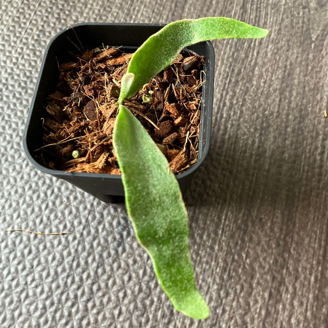 【Price Reduced!】Platycerium Veitchii - Set of 2 Plants