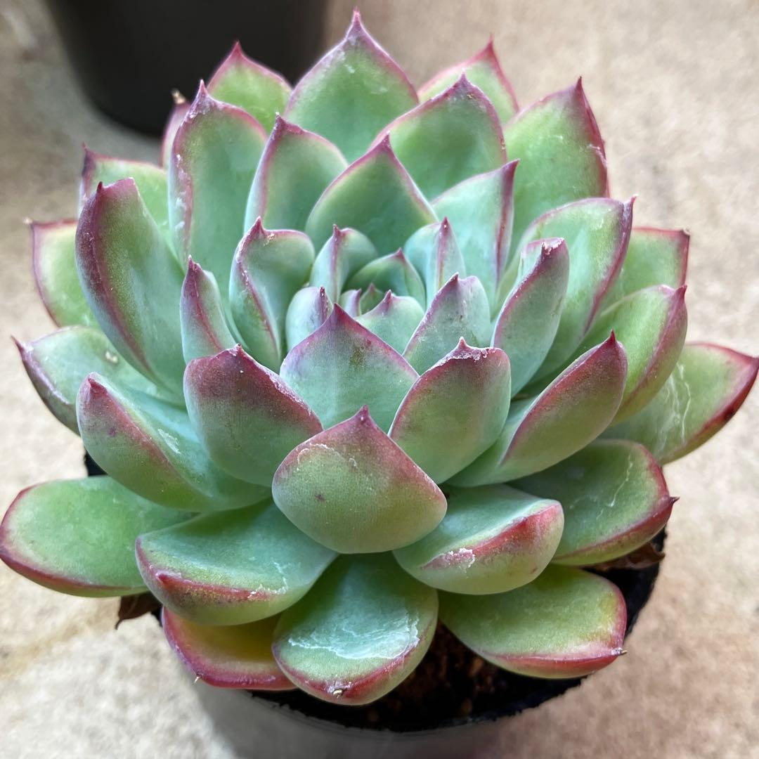 Succulent Plant: Blue Ice Edge