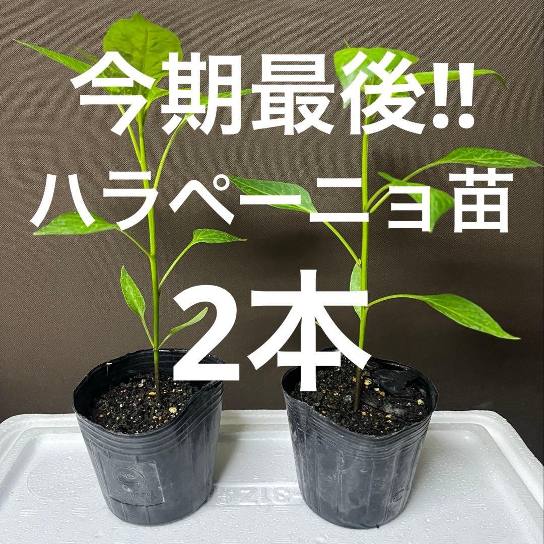 Last of the season!! [Jalape?o Seedlings] 2-plant set, bare-root