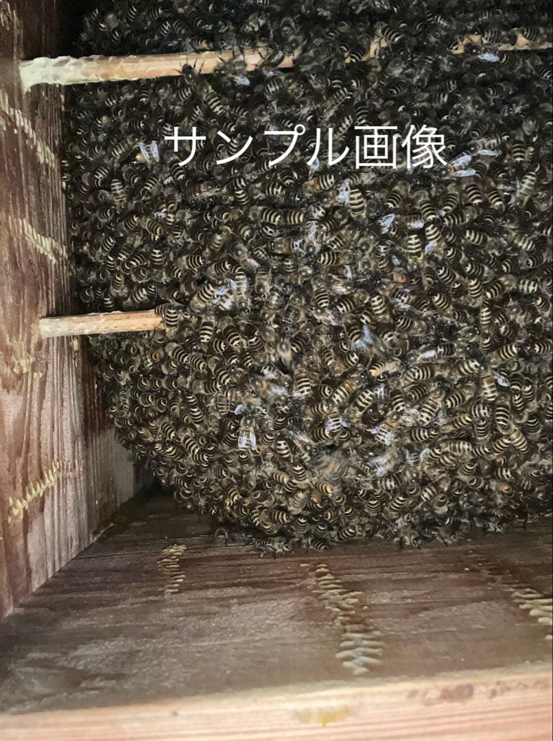 Japanese Honeybee Box Hive - Honey's House! Special 