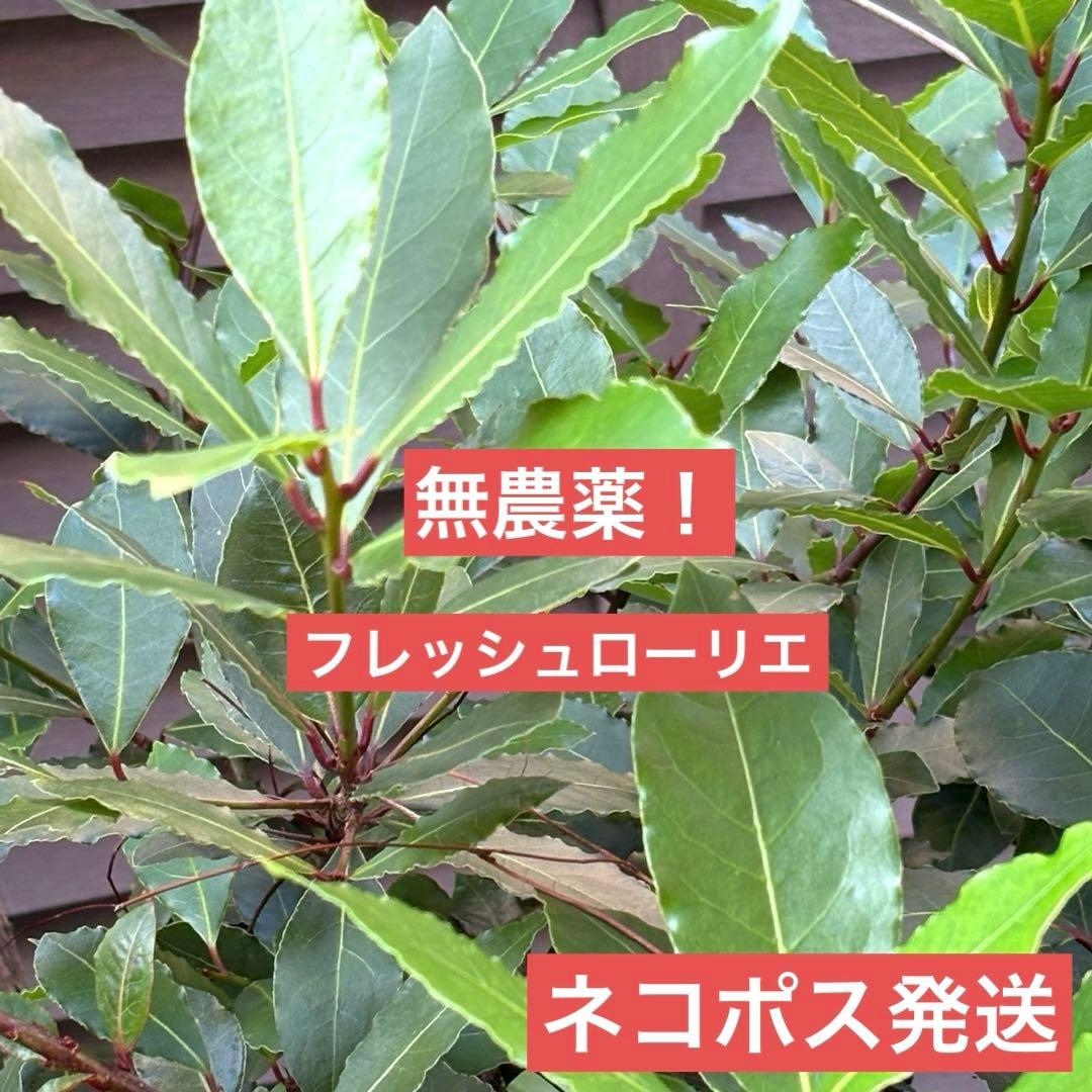 Pesticide-Free Fresh Bay Leaves, Approx. 15 Stems (with branches) - Ships via Nekoposu