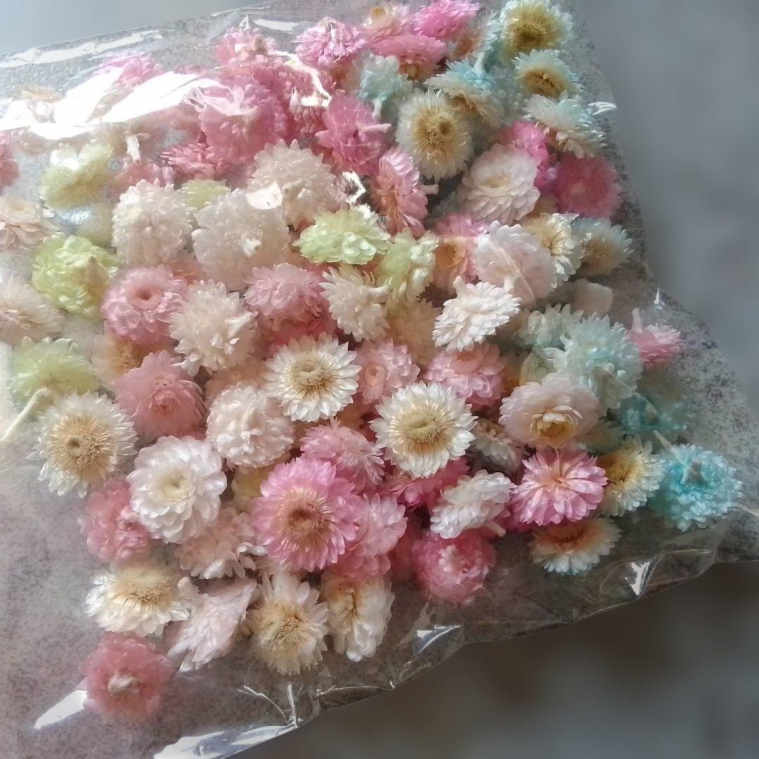 Preserved Flower Material Immortelle Head