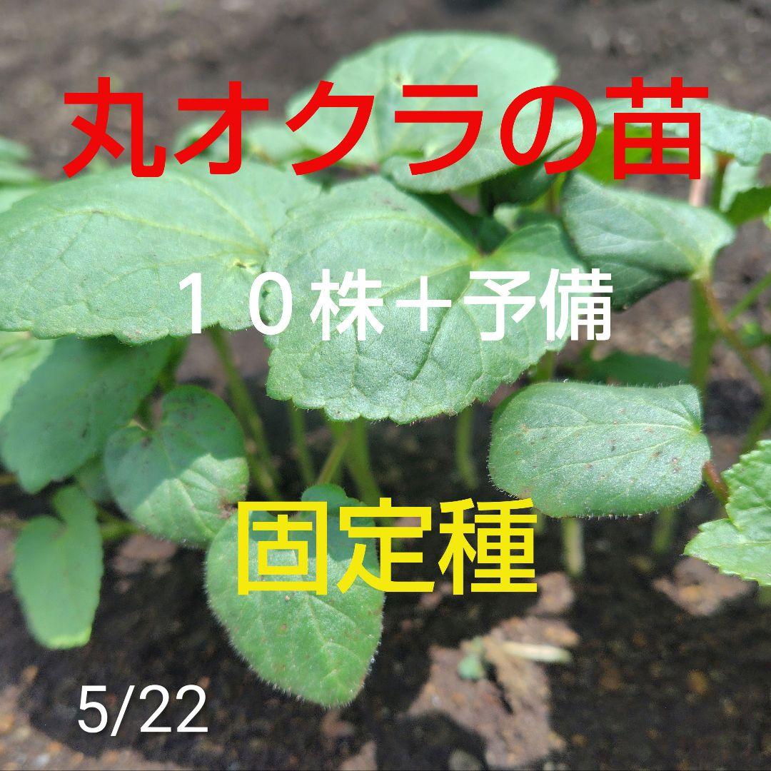 Healthy Vegetable Round Okra Seedlings - 10 Plants + 1 Extra - For Home Gardens - Open-Pollinated Variety