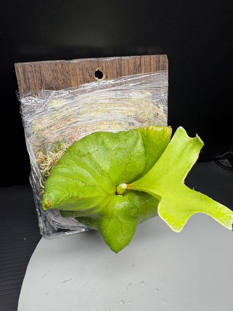 【Beautiful Plant】Little Princess Ridley Platycerium (Staghorn Fern) Mounted Plant