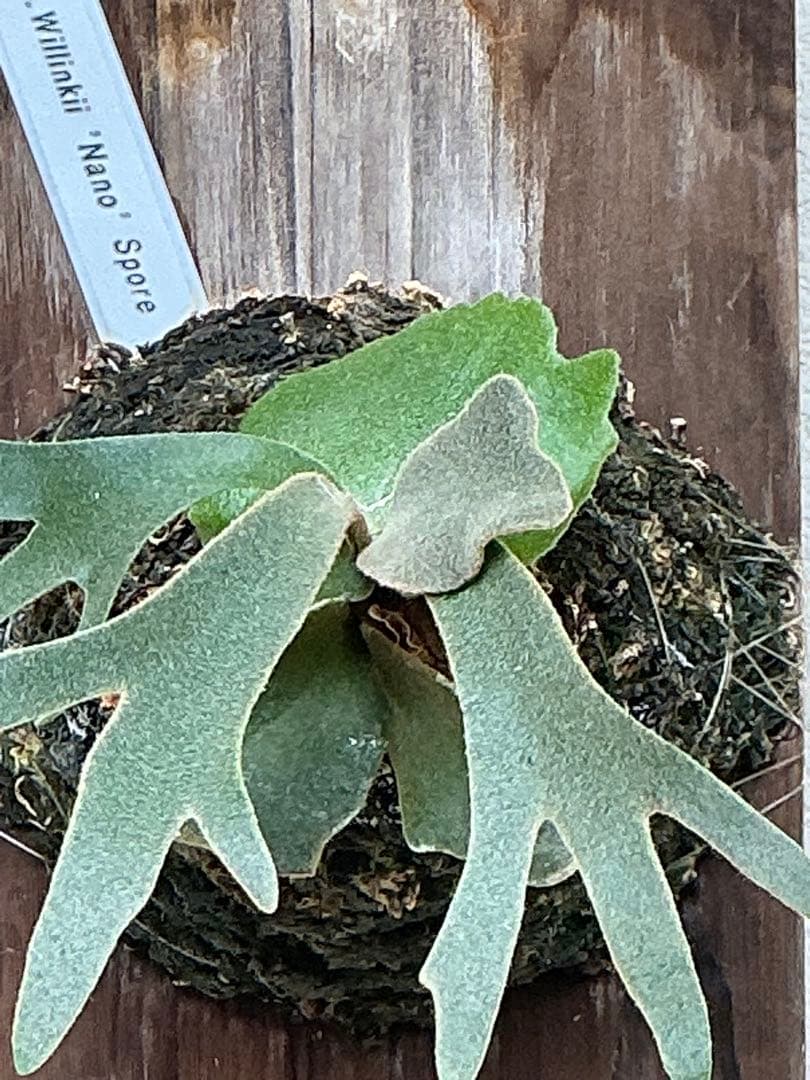 Platycerium Willinckii Nano Spore Mounted