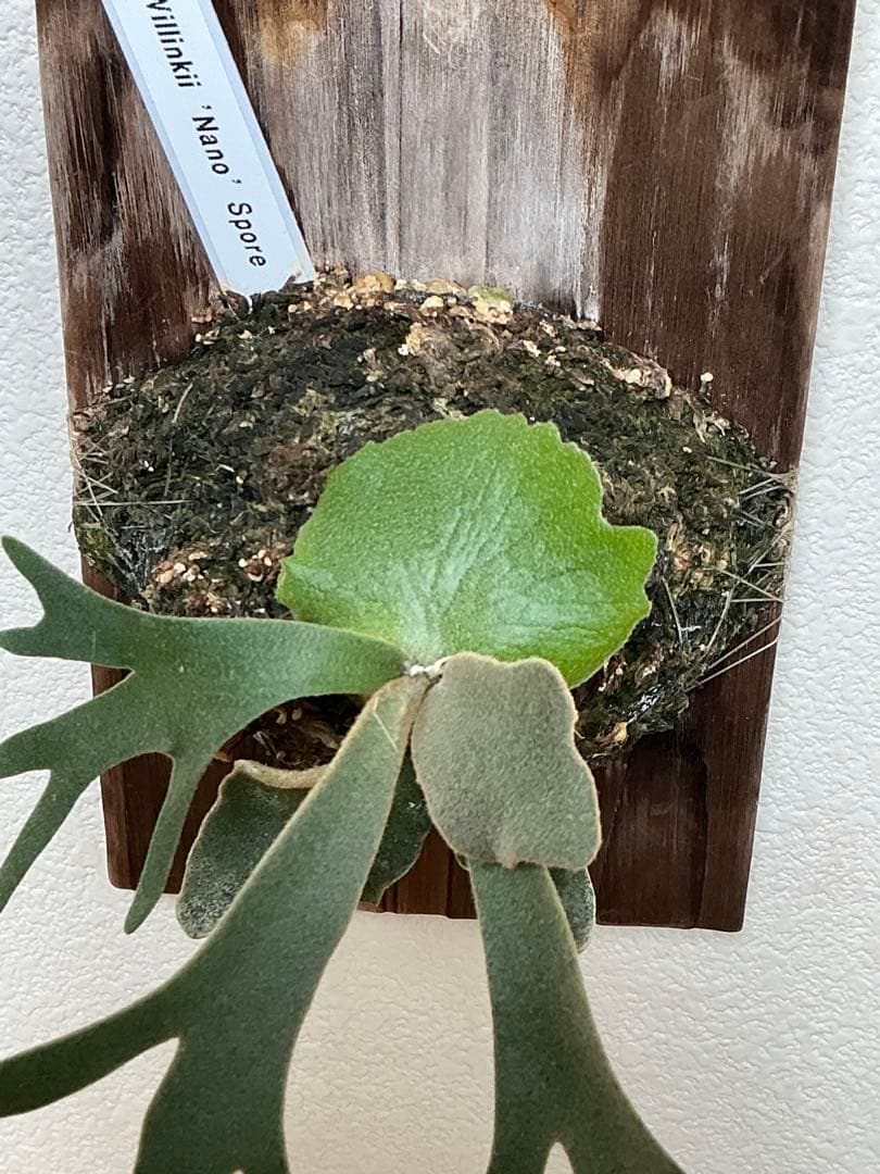 Platycerium Willinckii Nano Spore Mounted