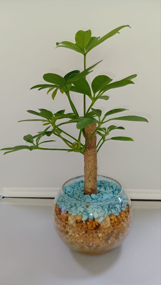 Schefflera (Umbrella Tree) - Hydroponic Houseplant for Indoor Decor