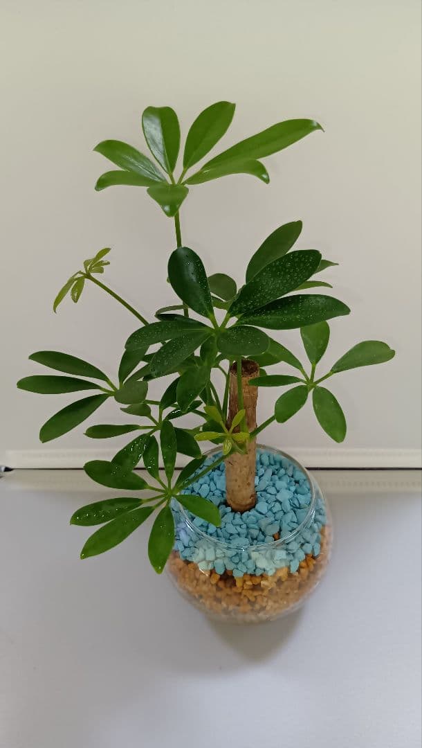 schefflera umbrella