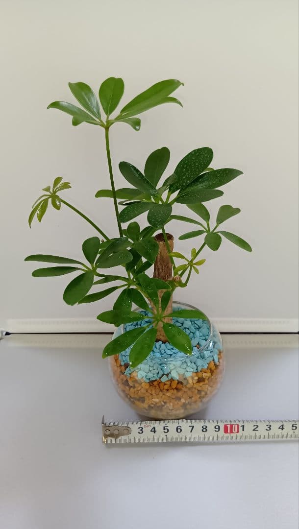 schefflera umbrella
