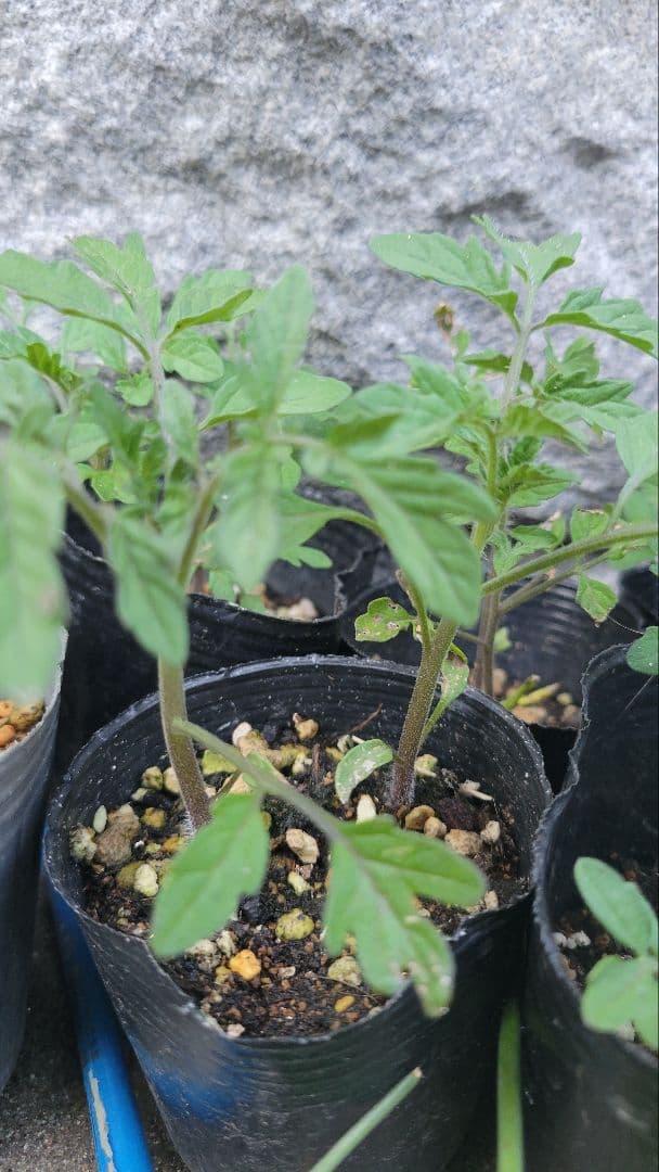 Pesticide-Free Mini Tomatoes - Choose Your Quantity (Up to 10 Seedlings) - Home Garden, Summer Vegetable