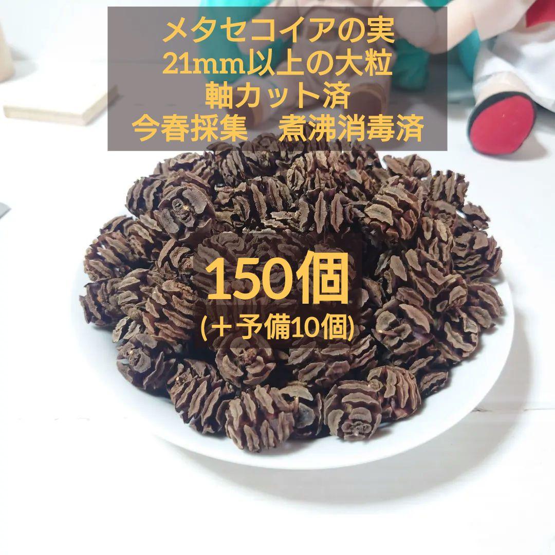 Metasequoia fruits, large size, stems cut, 150 pcs + extras, harvested this spring, boiled and sterilized