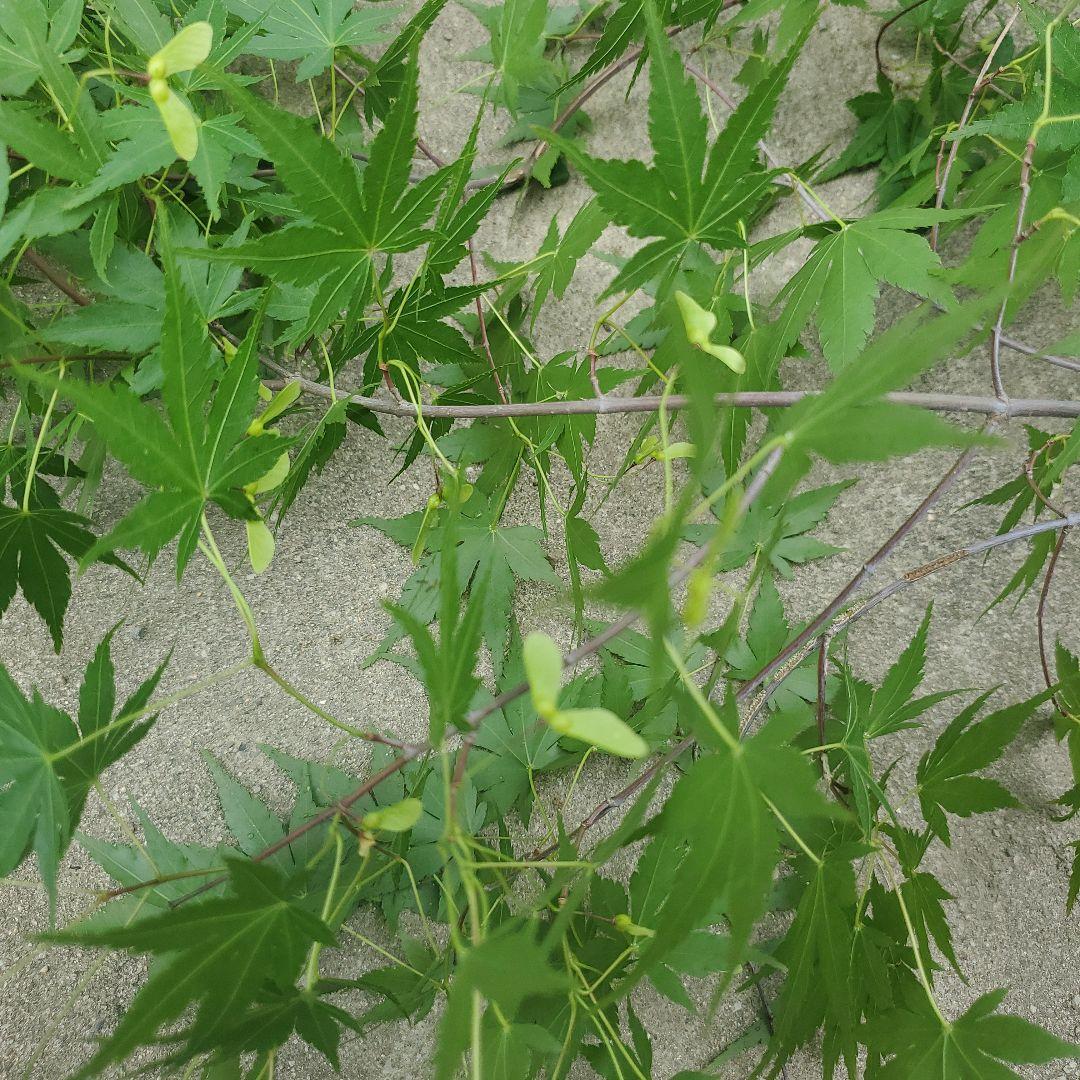 Freshly Picked Momiji with New Shoots - Same Day Only