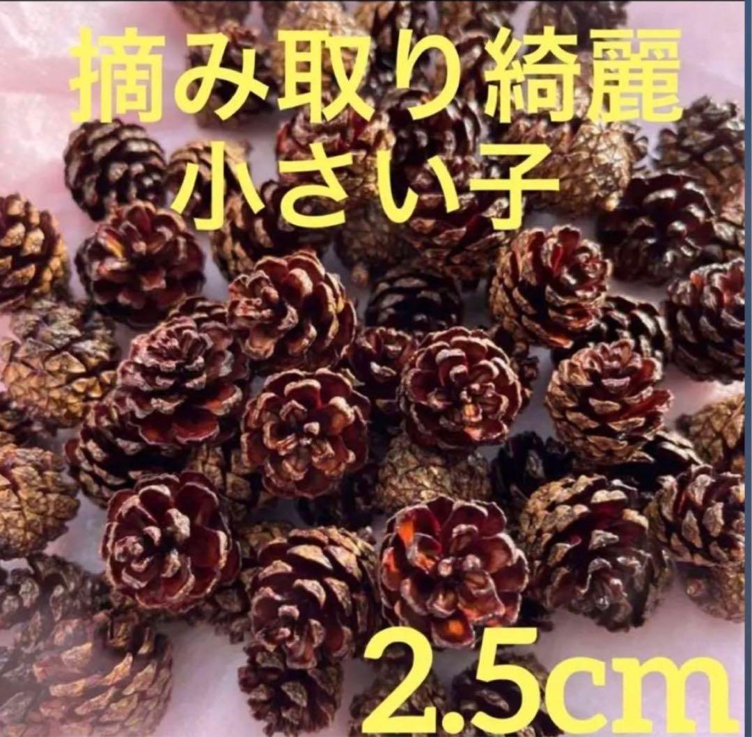 Hokkaido-grown hand-picked pinecones, approx. 2.5cm. Pinecone material.