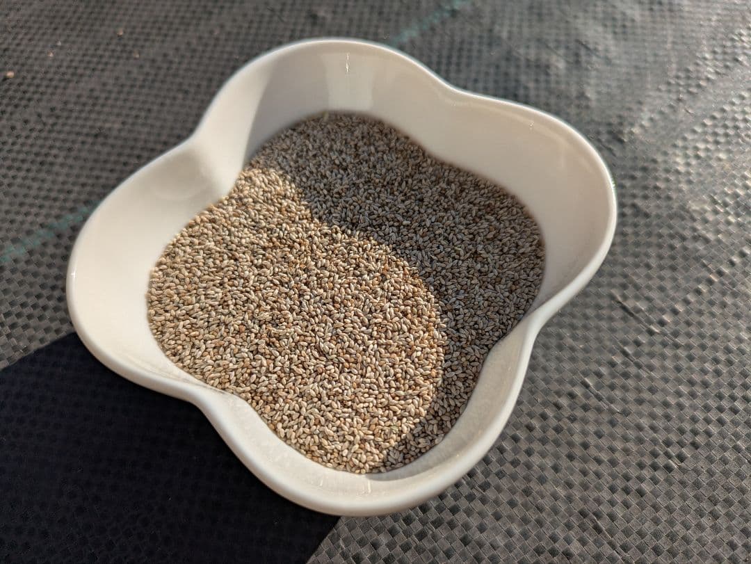Timothy Grass Seeds - Fresh Hay - 100g