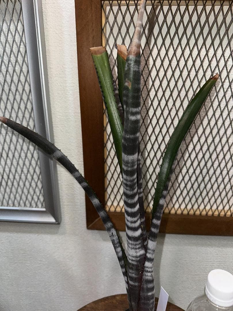 Billbergia ‘Darth Vader’ Darth Vader 1