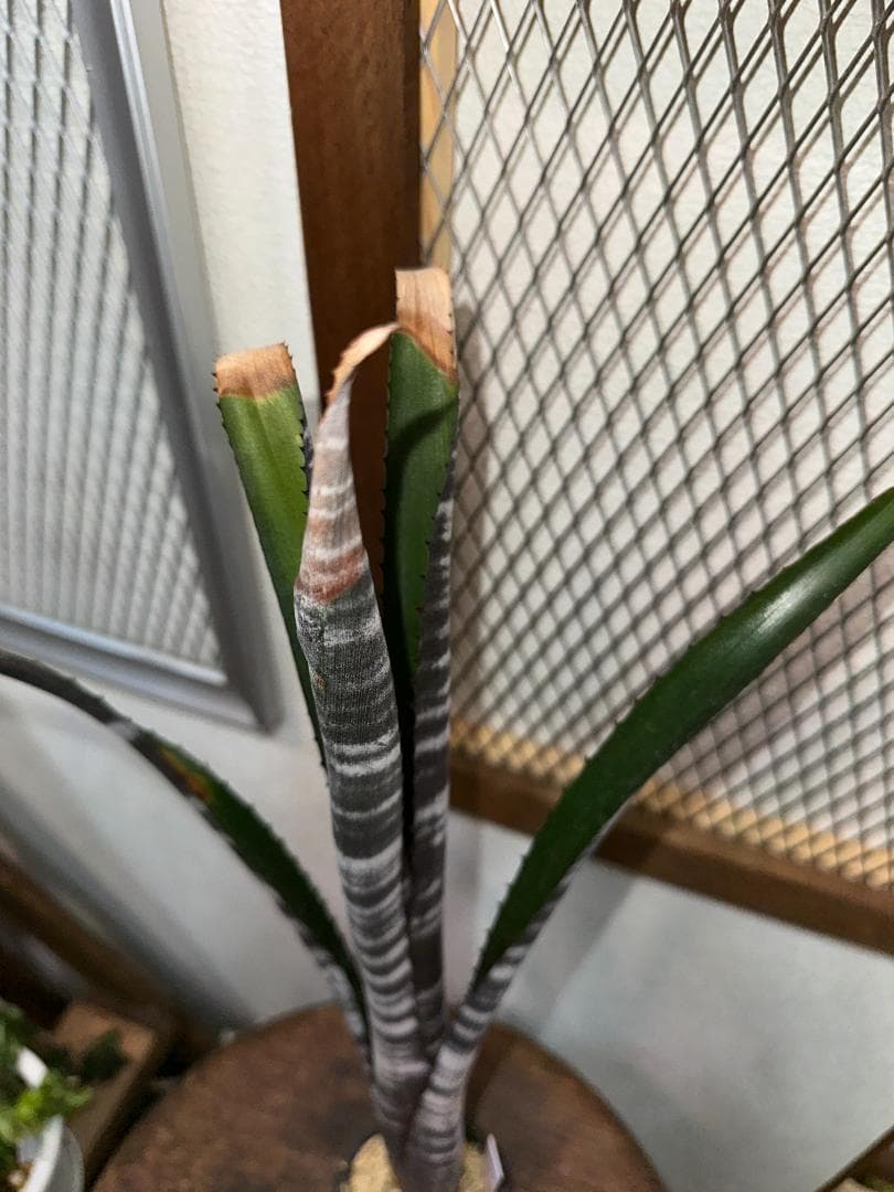 Billbergia ‘Darth Vader’ Darth Vader 1