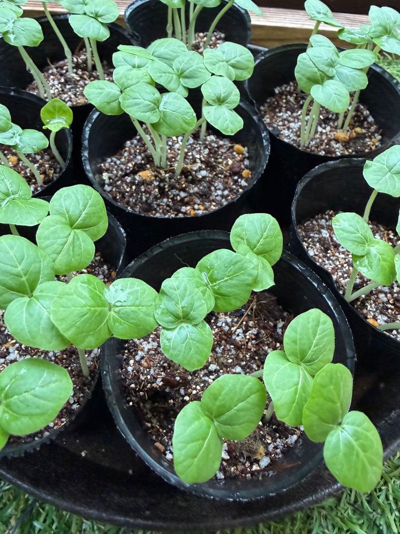 Edible Hibiscus (Tororo Aoi) Young Seedling, Potted Seedling