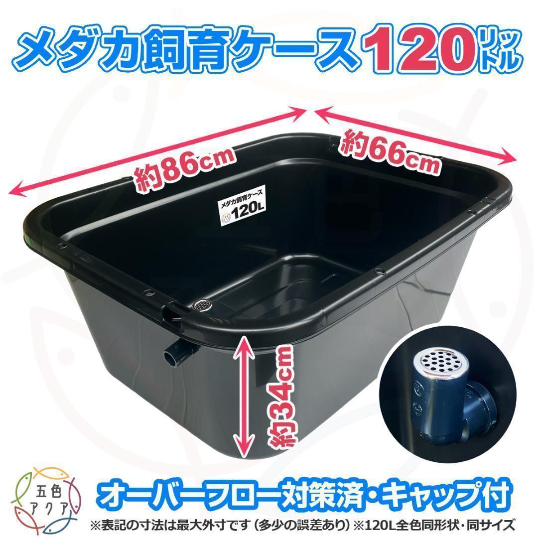Medaka Breeding Case, 120L x 2 pcs, Available in Black/Dark Green, Overflow, Goldfish Breeding Container