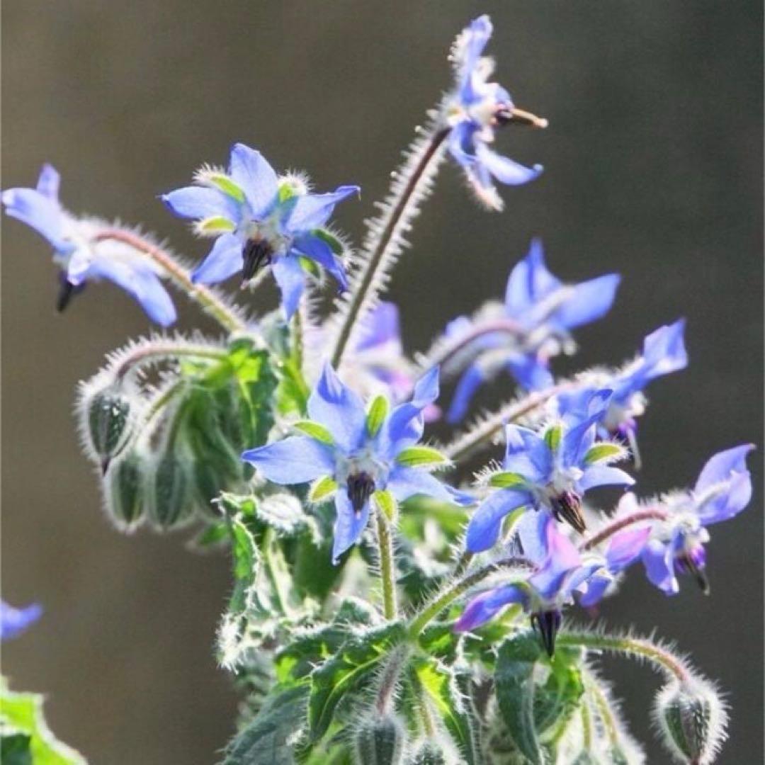 【borage starflower】<br><br>