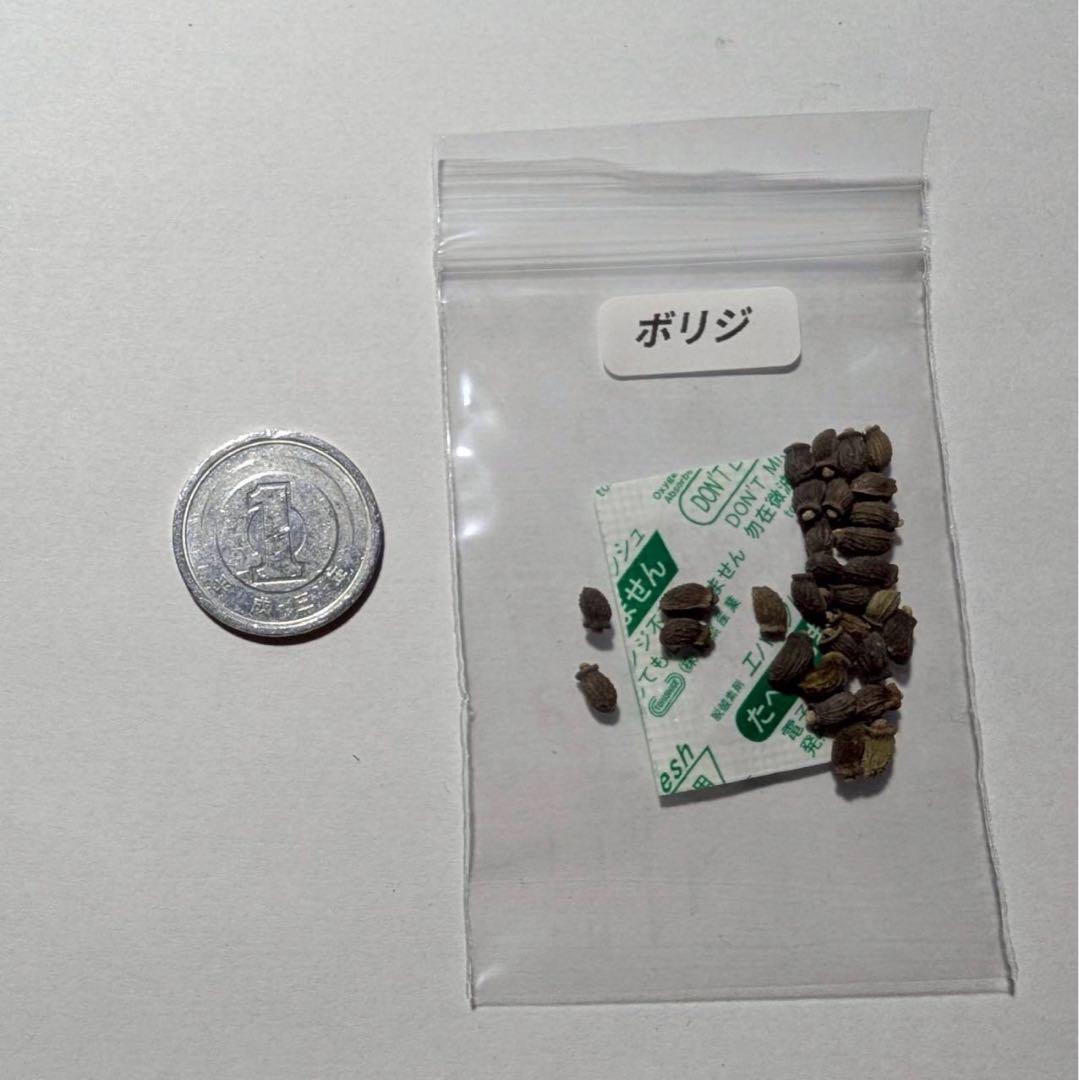 【borage starflower】<br><br>
