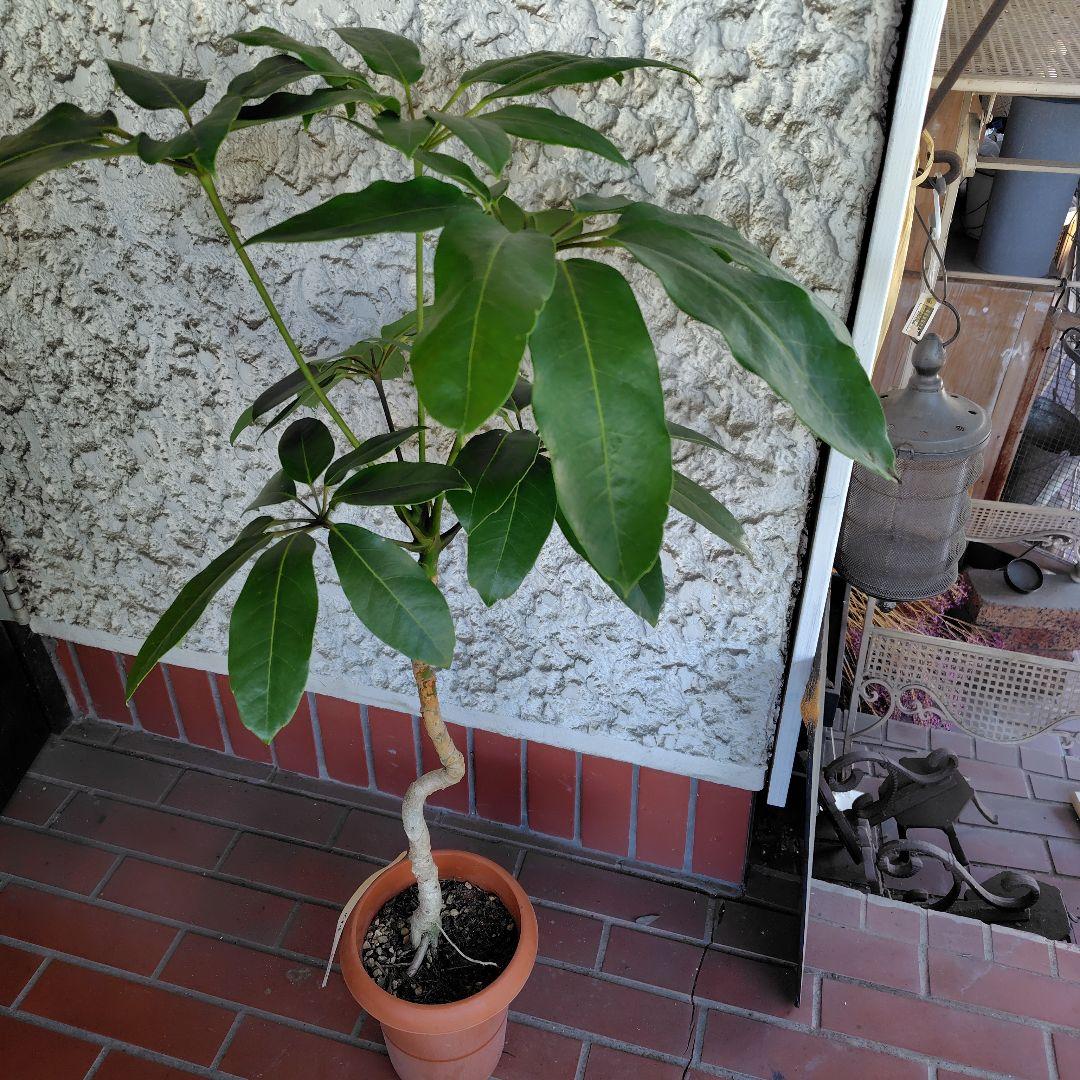For Tsht_105: Schefflera Brassaiia