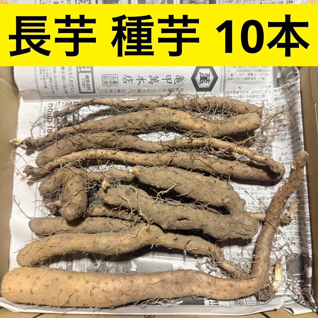 Japanese Mountain Yam Seed Potatoes, 10 pcs