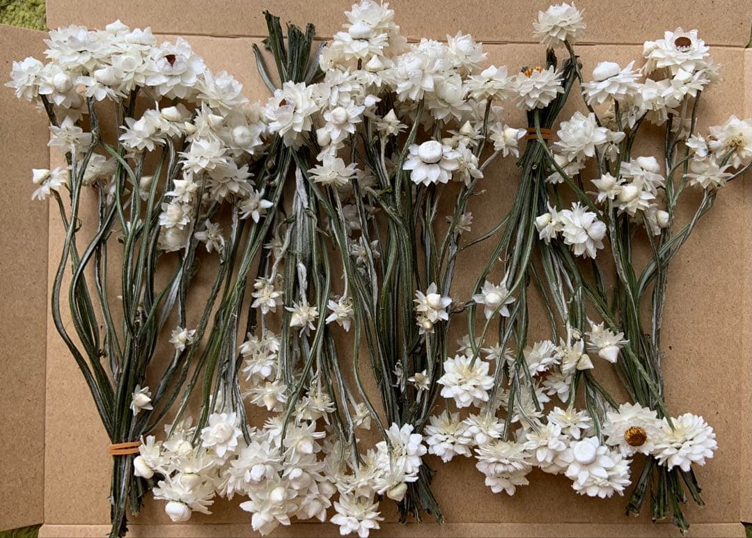 Ammobium Dry Flower 15