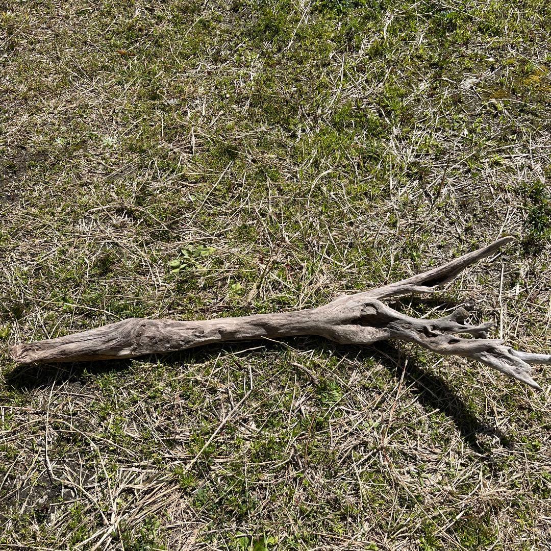 natural driftwood