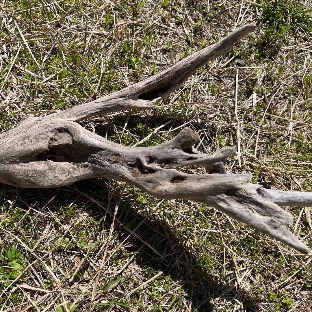 natural driftwood
