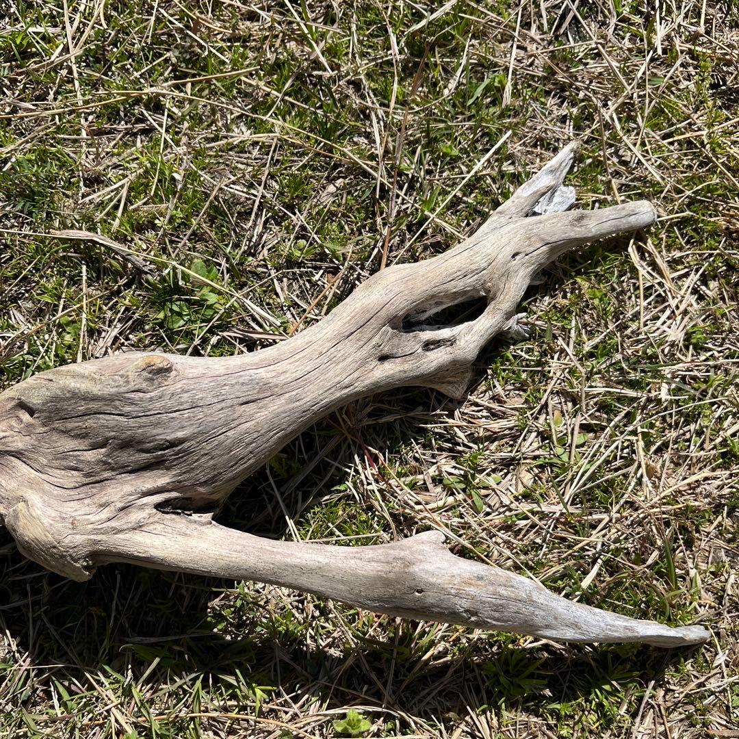 natural driftwood