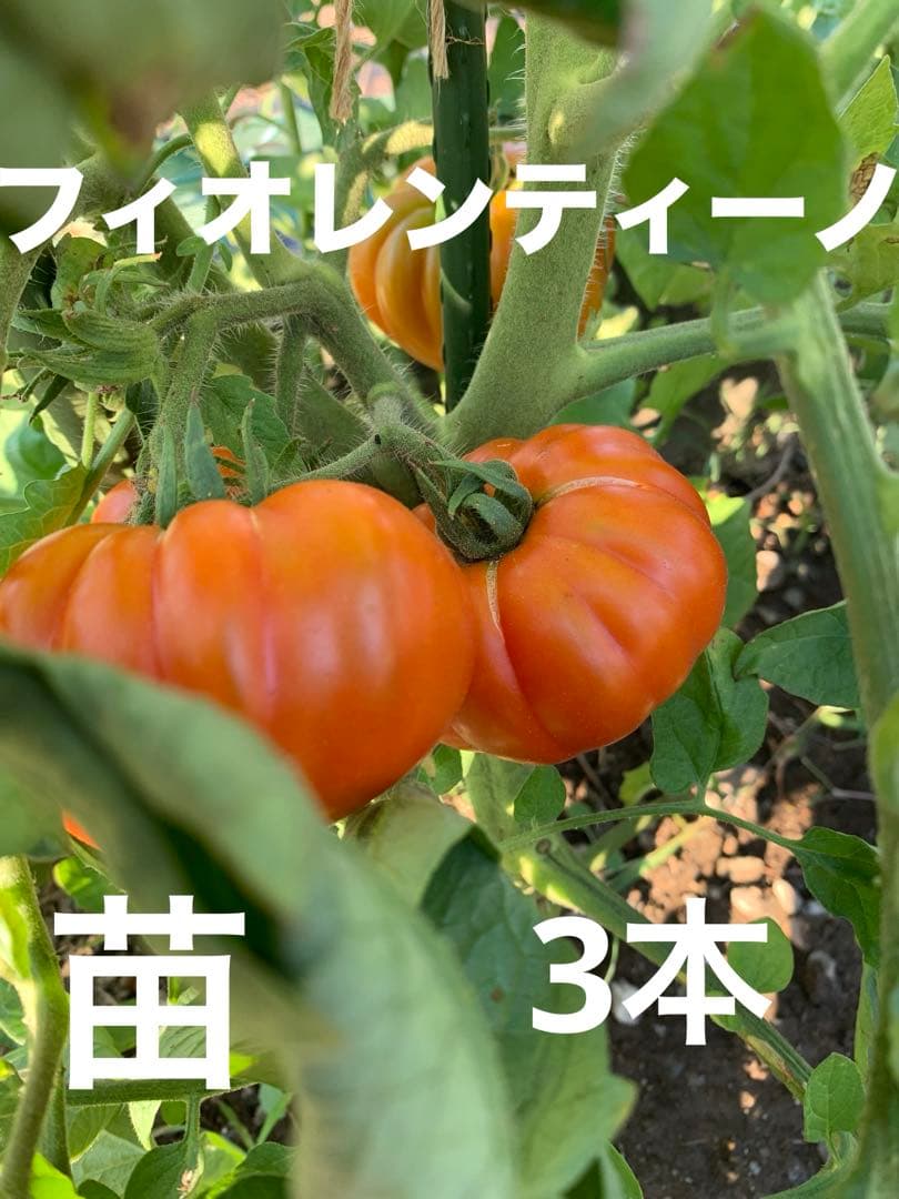 Fiorentino (Chrysanthemum-shaped Tomato) Fun, fluffy appearance Italian tomatoes, 3 stems