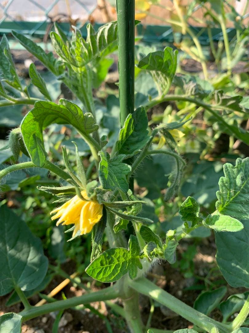 tomato seedlings<br><br>a