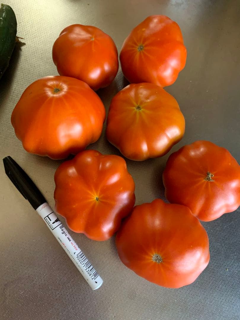 tomato seedlings<br><br>a