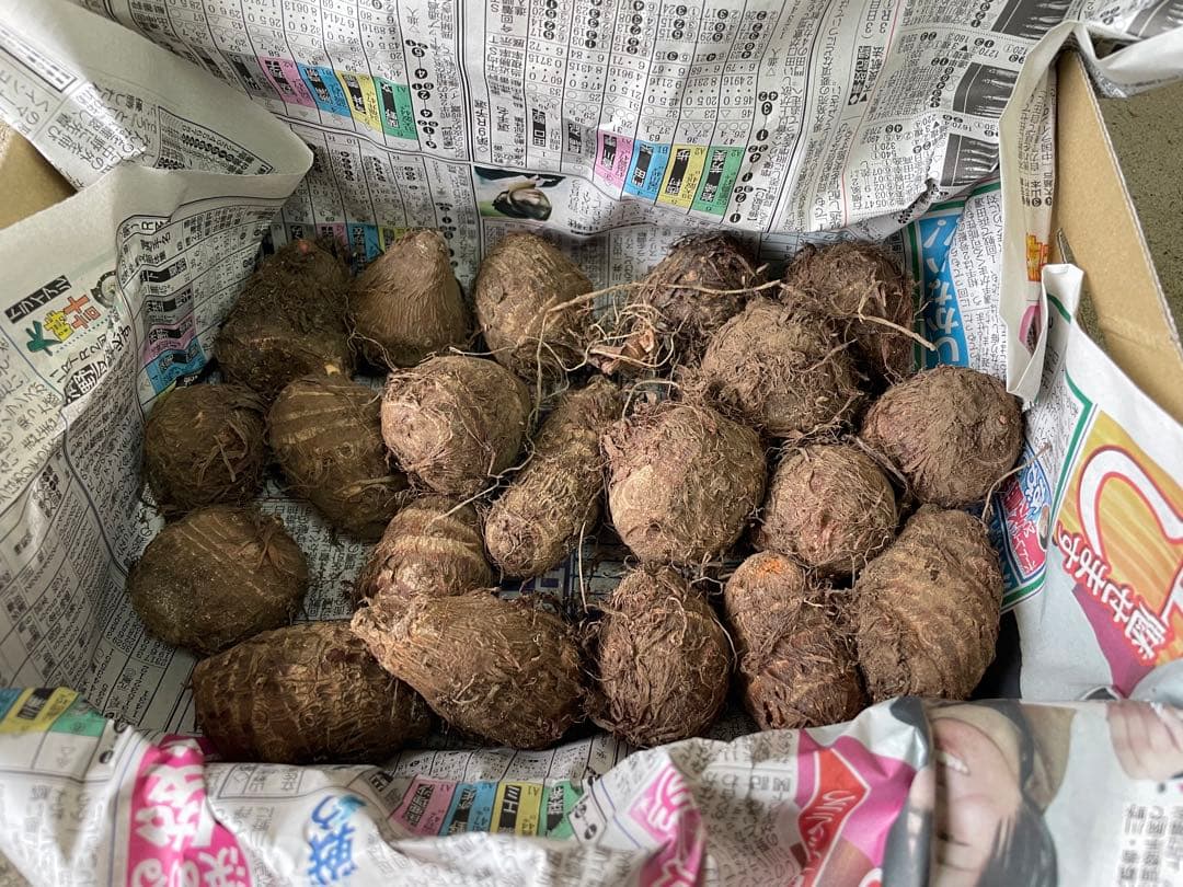 Red Bud Daikichi Celebes Seed Potatoes - 20 pcs