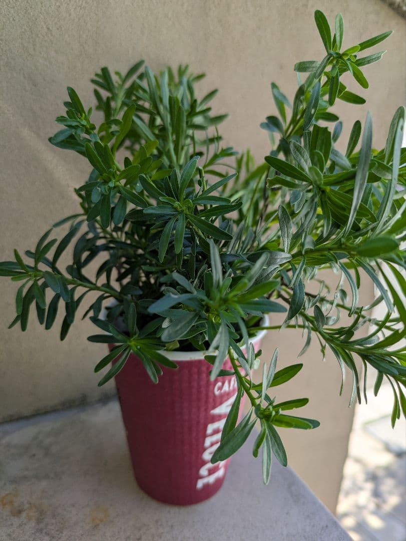 Iberis cuttings, enough to fill a Yu-Packet Post Mini