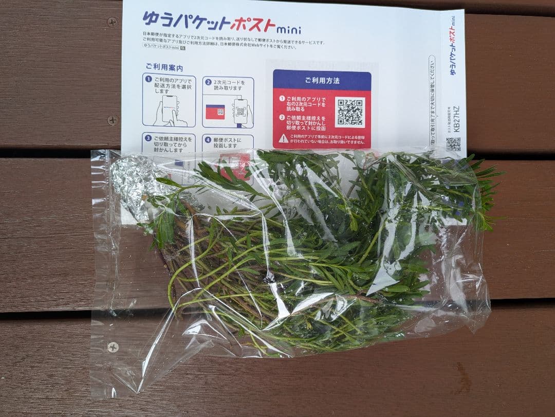 Iberis cuttings, enough to fill a Yu-Packet Post Mini