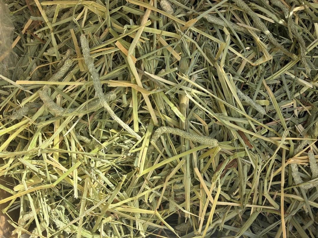 【For Rabbits】US-Grown Timothy Hay 1st Cutting 3kg (750g x 4 bags) Individually Packaged, Fluffy Packaging
