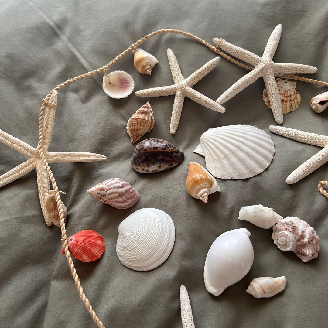 starfish shell