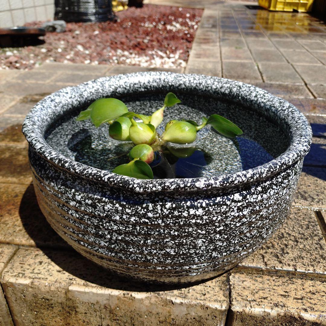Shigaraki Ware Medaka Bowl, Killifish Bowl, Water Lily Bowl, Water Basin