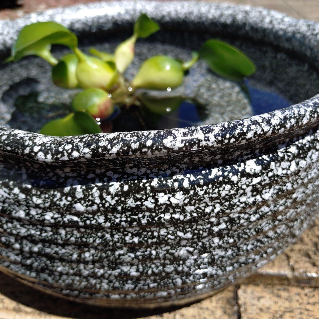 Shigaraki Ware Medaka Bowl, Killifish Bowl, Water Lily Bowl, Water Basin