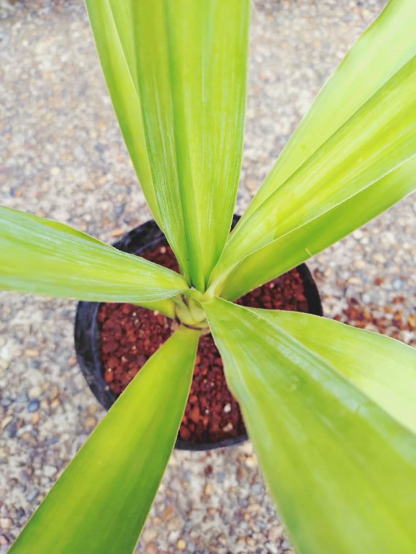 Yucca Houseplant - Bare Root Cutting - Approx. 40cm